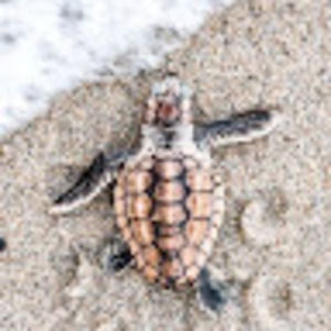 Meet your Posher, Taralin